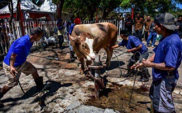 Syarat dan Rukun Dalam Berkurban, Simak Tata Cara Penyembelihan Hewan yang Benar