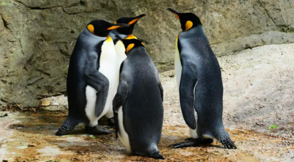 Dampak Inflasi: Penguin dan Berang-berang di Akuarium Jepang Menolak Makanan Murah