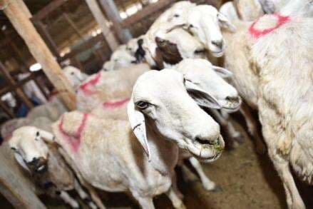 5 Negara Terbesar Penghasil Daging Kambing Dunia, Ada Indonesia?