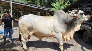 Bacaan Doa Menyembelih Hewan Kurban Sapi untuk 7 Orang: Arab, Latin, Terjemahan Indonesia