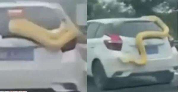 Viral, Video Seekor Ular Kuning Raksasa Menempel Di Sebuah Mobil Di China