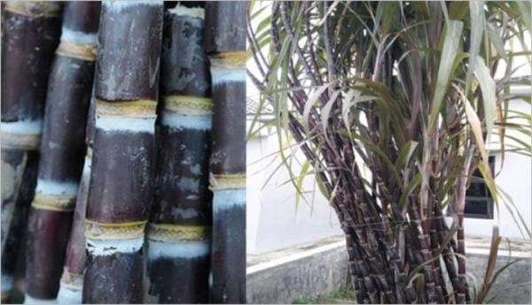 Tahukah Anda, Ternyata 7 Tanaman Ini Dipercaya Ampuh Mengusir Jin dan Santet