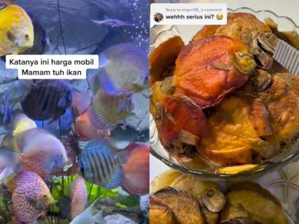 Bukan Main! Istri Nekat Goreng Ikan Hias Seharga Mobil, Alasannya karena Kesal Sama Suami