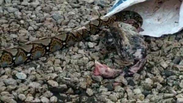 Ditangkap Warga, Ular Piton di Bangkalan Muntahkan Mangsanya