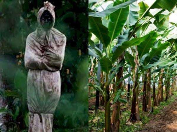 3 Mitos Hantu Paling Aneh di Indonesia, Pohon Pisang Bisa Jadi Rumah Pocong dan Kuntilanak