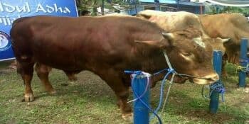 Cara Praktis Hitung Daging Kurban Sapi