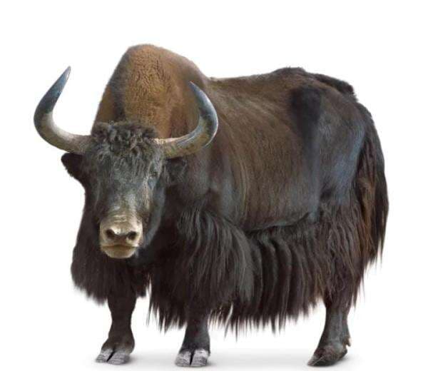 Mengenal Yak, Sapi Unik Asal Tibet dan Himalaya Asia Tengah