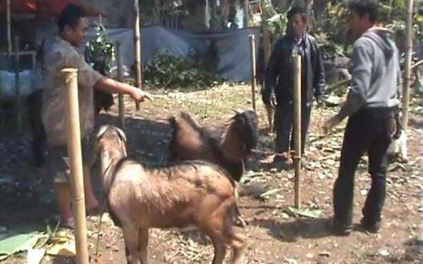 Hadits Tentang Keutamaan Qurban di Hari Raya Idul Adha, Ini Hikmah dan Pahalanya