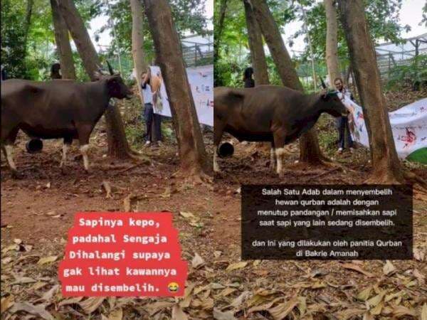 Aksi Sapi Kurban yang Mau Disembelih Sampai Kepo Ngintip dari Kolong