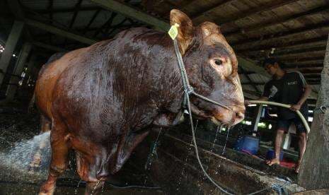 Masjid Jami As Salam Sampit Terima Sapi Presiden Seberat Satu Ton