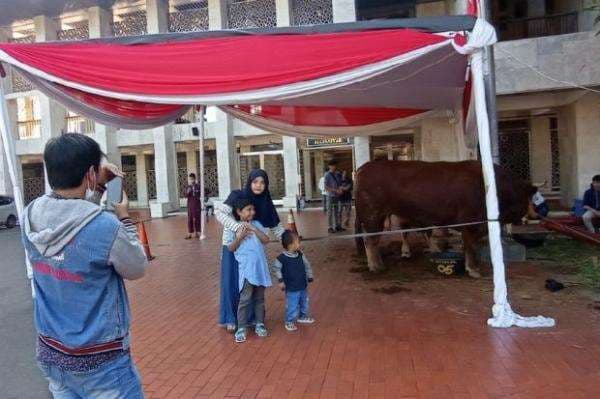 Sapi Kurban Jokowi di Masjid Istiqlal Jadi Sasaran Selfie Warga