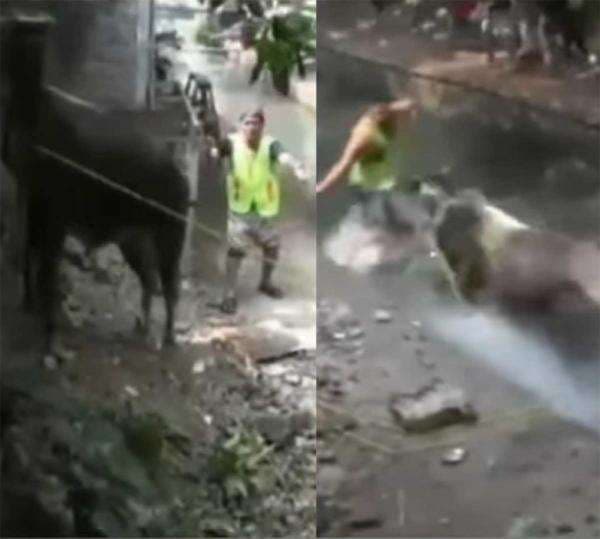 Viral, Sapi Kurban Ngamuk-Seruduk Warga Sampai Kecebur