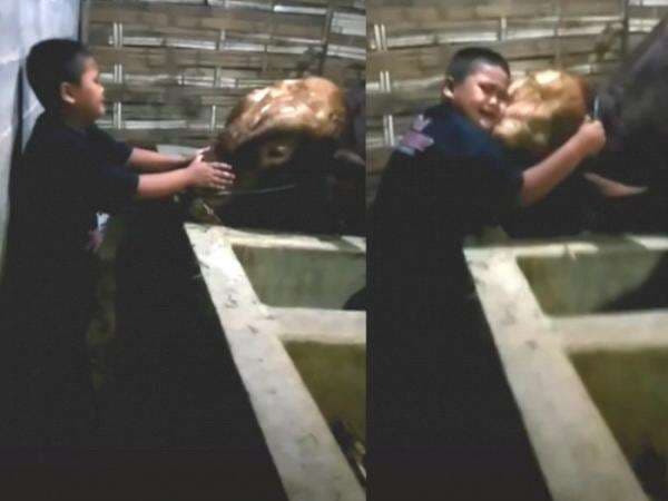 Sedih, Bocah Ini Menangis Memeluk Sapinya, Tak Rela Berpisah dengan Hewan Kesayangan