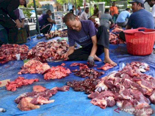 Panitia Kurban Haram Makan Daging Kurban Masak yang Baru Selesai Dipotong, Kata UAS