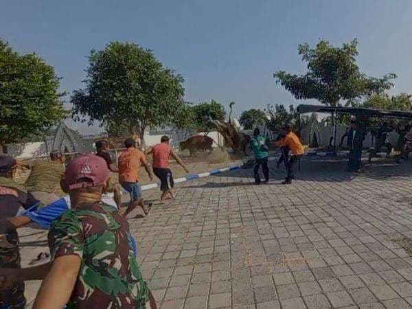 Bikin Panik, Sapi Kurban 'Orang Dekat’ Jokowi Ngamuk saat akan Disembelih!