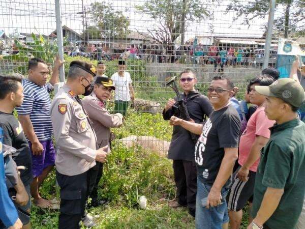 Viral! Kerbau Ngamuk, Begini Kronologinya Sampai Harus Ditembak