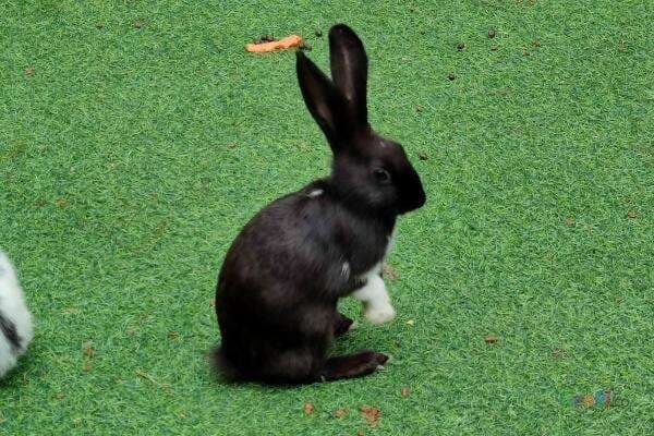 Begini Cara Mengobati Kelinci Kembung, Tolong Perhatikan