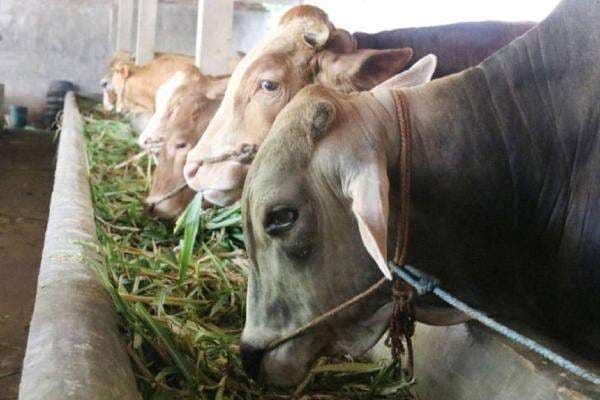 Sapi Kurban Milik Bupati Cantik Makan Korban, Tukang Jagal Tewas