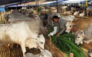 Warga Bukittinggi Gagal Potong Hewan Kurban Gara-Gara Kena Tipu
