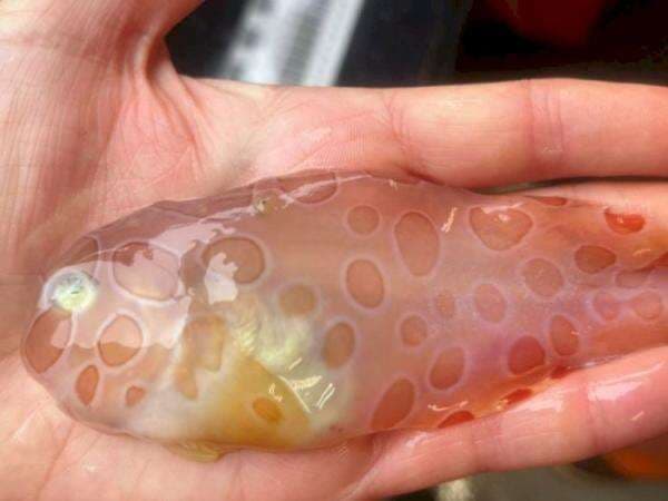 Penampakan Ikan Tembus Pandang di Alaska, Bentuknya Mirip Agar-Agar!