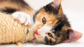 Inilah 8 Penyebab Kucing Kabur dari Rumah, Bukan Hanya Ingin Kawin <i>Guys</i>