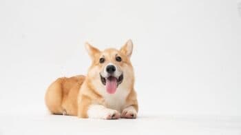 Mengapa Seekor Anjing Setelah Berlarian Akan Menjulurkan Lidahnya? Berikut Faktanya