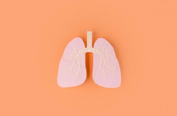 6 Fungsi Faring pada Sistem Pernapasan dan Pencernaan Manusia