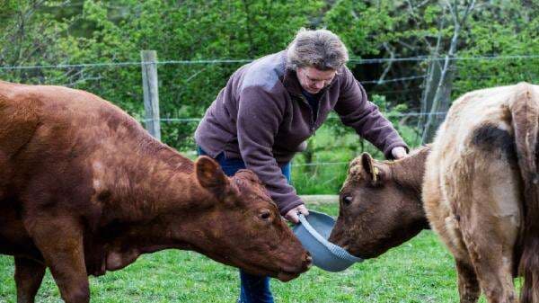 9 Peluang Usaha Rumahan di Desa, Ada Budidaya hingga Jasa