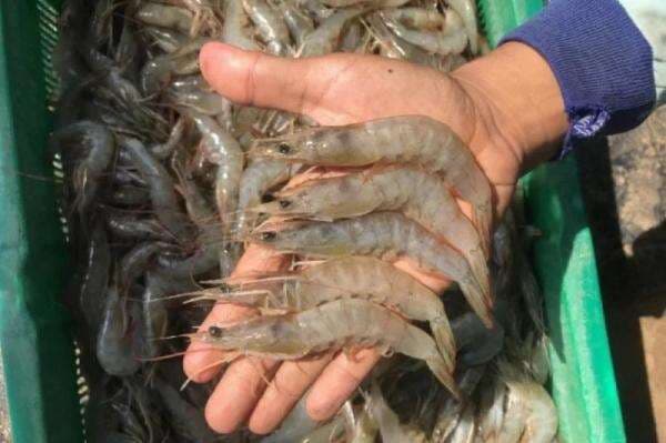 4 Seafood Ini Kadar Kolesterol Tinggi, Jangan Kebanyakan Makan!