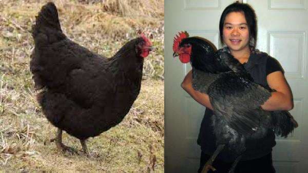 7 Ayam Terbesar di Dunia Berdasarkan Jenisnya, Nomor 6 Sangat Cantik