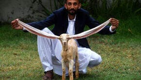 Unik! Seekor Bayi Kambing Asal Pakistan Memiliki Telinga Terpanjang di Dunia