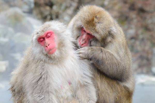 5 Hewan Darat yang Paling Sering Kawin, No 4 Termasuk Penggila Seks