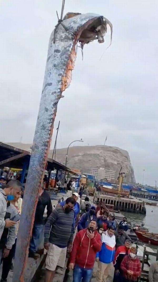Dipercaya Pertanda Gempa dan Tsunami di Aceh dan Palu, Ikan Oarfish Kembali Muncul