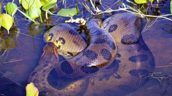 Ngeri! Ini yang Terjadi jika Kita Ditelan Anaconda
