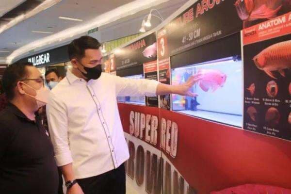 Arowana Cup, Ajang Promosikan Ikan Arwana Kapuas Hulu