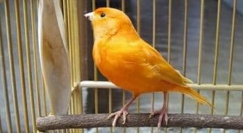 8 Burung Termahal di Indonesia dari Murai, Cucak Rowo sampai Kacer 8 Burung Termahal di Indonesia dari Murai, Cucak Rowo sampai Kacer