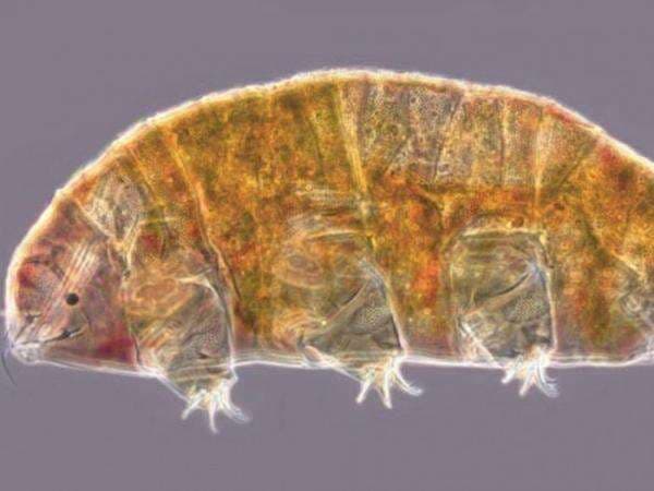 Wow! Ilmuwan Temukan Spesies 'Hewan Abadi' Tardigrade di Kyrgyzstan, Mirip Beruang Air