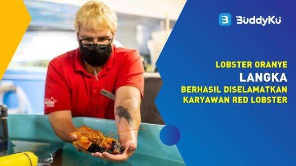 Lobster Oranye Langka Berhasil Diselamatkan Karyawan Red Lobster Lobster Oranye Langka Berhasil Diselamatkan Karyawan Red Lobster