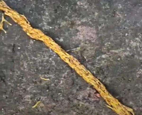 Bali Viral! Video Ulat Emas Muncul di Karangasem, Pertanda Buruk?