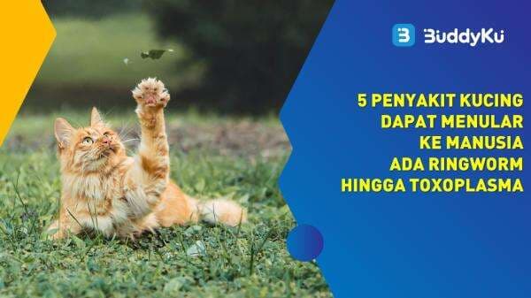 4 Penyakit Kucing Dapat Menular ke Manusia, Ada Ringworm Hingga Toxoplasma