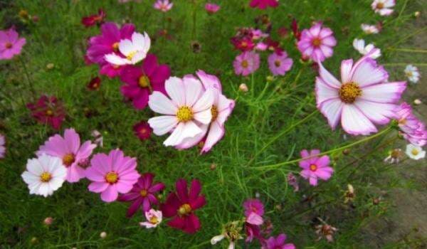 Tahukah Anda, Inilah 12 Manfaat Bunga Cosmos Untuk Kesehatan, Bunga yang Viral Karena Film 2037