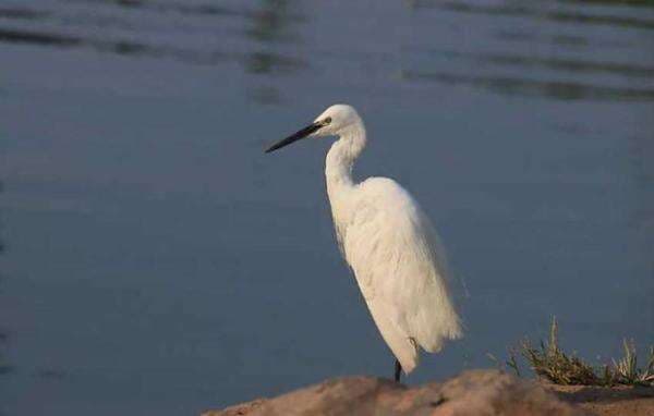 3 Hewan yang Hidup di Danau Tiberias, Nomor 2 Sudah Punah Akibat Kekeringan