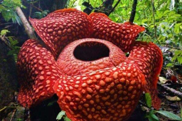 Mengenal 3 Puspa Bunga Nasional yang Dimiliki Indonesia