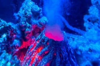 Keberadaan Gunung Api Bawah Laut Terbukti Secara Ilmiah dan Tercantum di Alquran