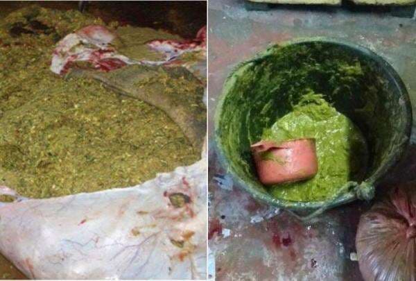 Pagit-Pagit, Kuliner Ekstrem Khas Sumut yang Terbuat dari Rumput di Usus Sapi Pagit-Pagit, Kuliner Ekstrem Khas Sumut yang Terbuat dari Rumput di Usus Sapi