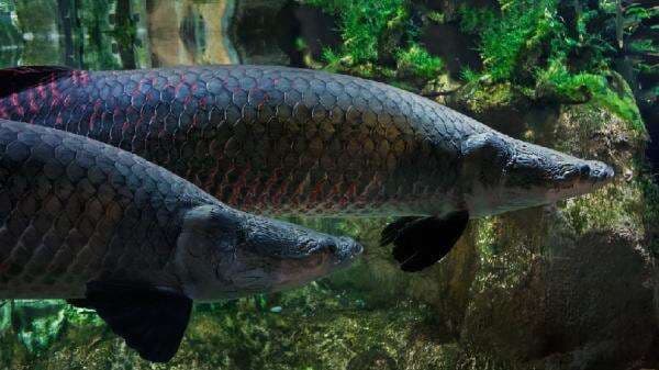 Arapaima Gigas Jenis Ikan yang Dilarang Dipelihara di Indonesia, Ini Alasannya
