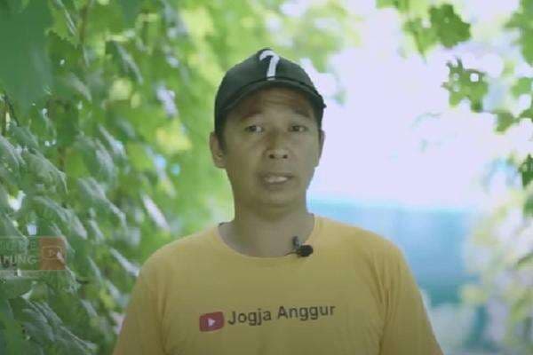 Telaten, Pria di Bantul Sukses Bisnis Menggiurkan Kebun Anggur