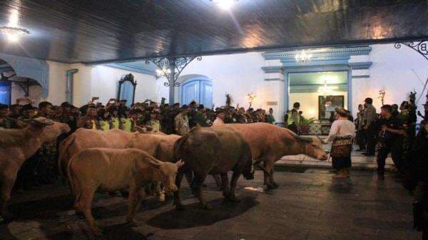 Kisah Kerbau Bule Keraton Solo, Konon sebagai Pengawal Pusaka Kiai Slamet Kisah Kerbau Bule Keraton Solo, Konon sebagai Pengawal Pusaka Kiai Slamet