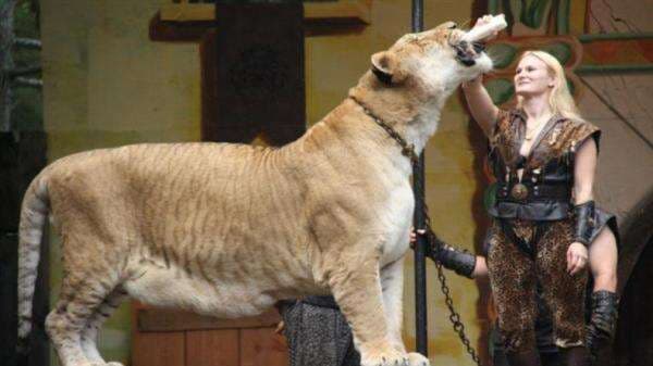 5 Hewan Hasil Perkawinan Silang, Ada yang Bobotnya Capai 410 Kilogram 5 Hewan Hasil Perkawinan Silang, Ada yang Bobotnya Capai 410 Kilogram