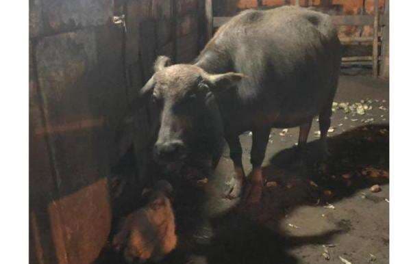 Jelang 1 Suro, Kebo Bule Keraton Solo Nyai Juminten Melahirkan Jelang 1 Suro, Kebo Bule Keraton Solo Nyai Juminten Melahirkan